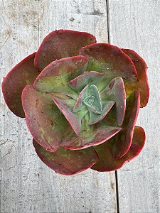 Echeveria only one reversa
