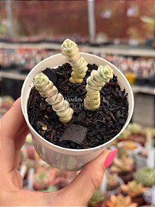 Crassula marnieriana variegata