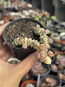 Crassula marnieriana variegata