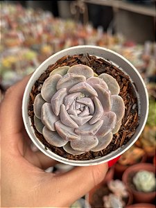 Echeveria tynie burger