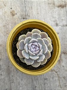 Echeveria tynie burger
