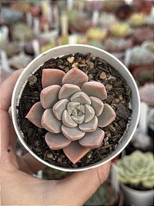 Echeveria pretty in pink