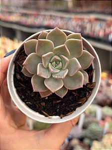 Echeveria pretty in pink