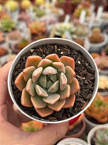 Echeveria pretty in pink
