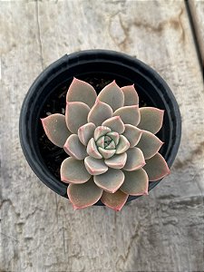 Echeveria pretty in pink