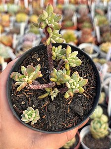 Echeveria new state (colônia)