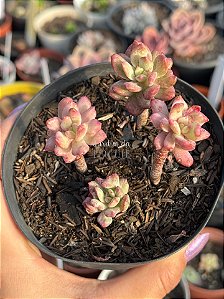 Echeveria new state (colônia)