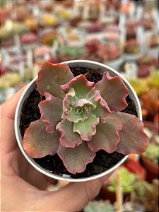 Echeveria blue waves