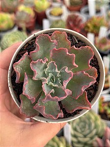 Echeveria blue waves (sem raiz)