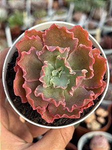 Echeveria blue waves