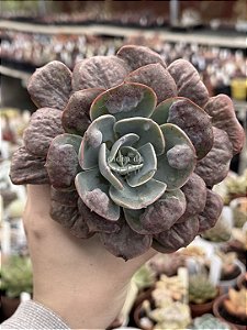 Echeveria macaron (matriz)