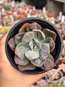 Echeveria macaron