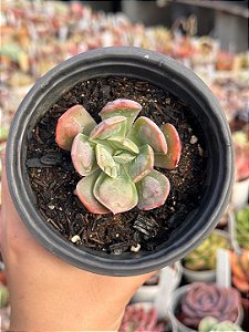 Echeveria macaron