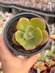 Echeveria curls hibrida