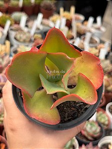 Echeveria curls hibrida