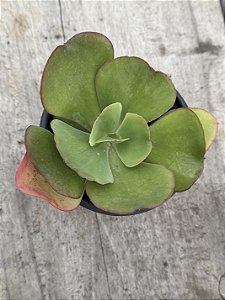 Echeveria curls hibrida