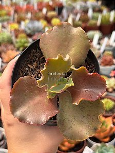 Echeveria candy wright