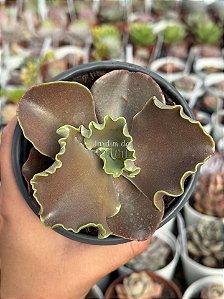 Echeveria candy wright (sem raiz)