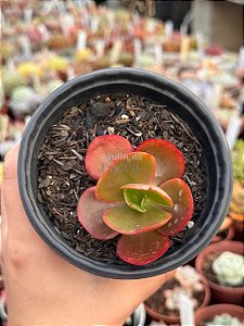 Echeveria arlequin