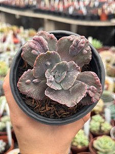 Echeveria volcan doux