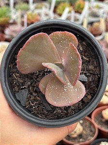 Echeveria volcan doux