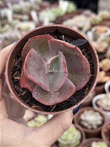 Echeveria bumps(sem raiz)
