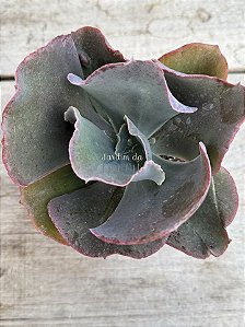Echeveria bumps