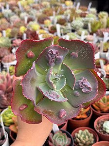 Echeveria bumps