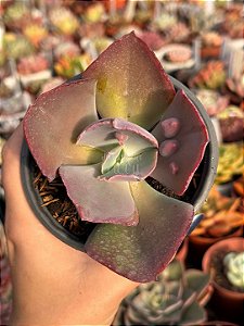 Echeveria bumps