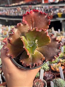 Echeveria red regis