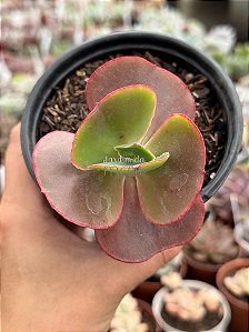 Echeveria red regis