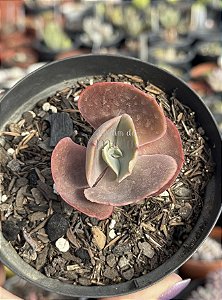Echeveria red regis