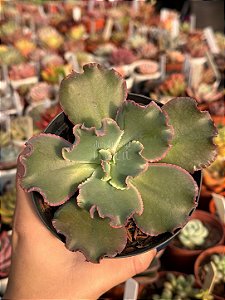 Echeveria Virginia lee (sem raiz)