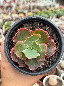 Echeveria Virginia lee