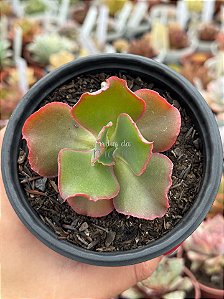Echeveria Virginia lee