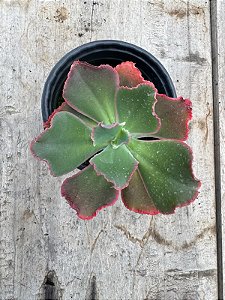 Echeveria Virginia lee