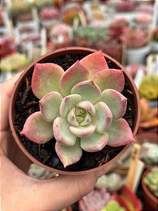 Echeveria salmon