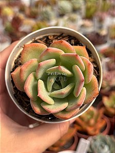 Echeveria salmon