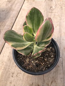 Crassula ovata variegata (tricolor)