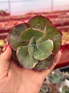 Echeveria katella variegata (corte)