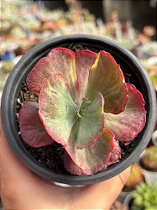 Echeveria katella variegata