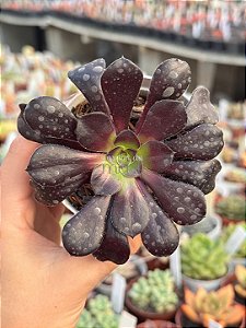 Aeonium zwartkop (Aeonium negro)