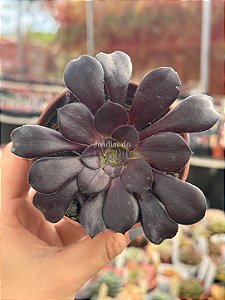 Aeonium zwartkop (Aeonium negro)