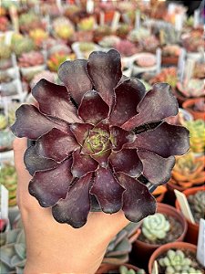 Aeonium zwartkop ( Aeonium negro) sem raiz