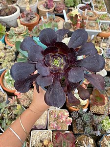 Aeonium zwartkop ( Aeonium negro)