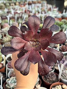 Aeonium zwartkop