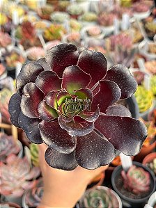 Aeonium zwartkop ( Aeonium negro)