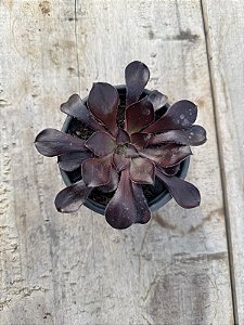 Aeonium zwartkop