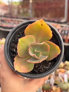 Echeveria Japão bordas alaranjadas