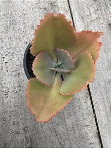 Echeveria Japão bordas alaranjadas (sem raiz)
